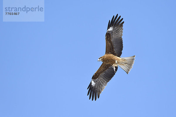 Schwarzmilan (Milvus migrans) im Flug  mit Fisch in den Krallen  Untersicht