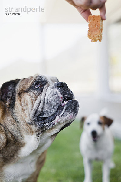 Besitzer schenkt Hundekuchen