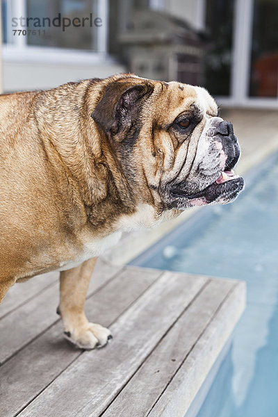 Hund auf Holzterrasse stehend