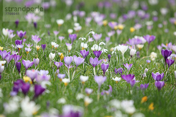 Purpurrote Blumen wachsen auf grasbewachsenem Feld