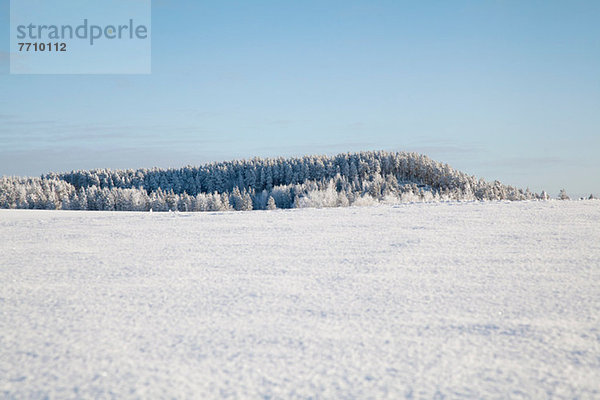 Bäume auf dem verschneiten  ländlichen Berg