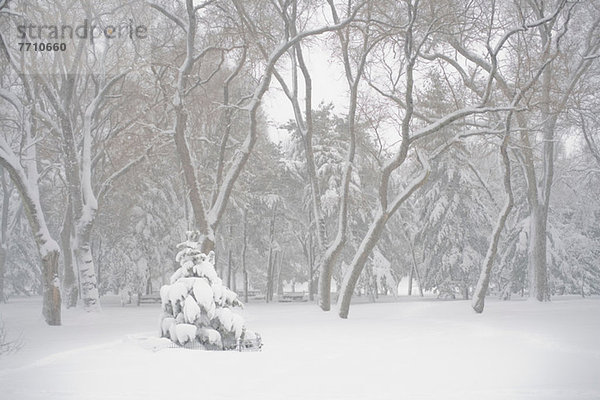 Schnee bedeckte Bäume im Park