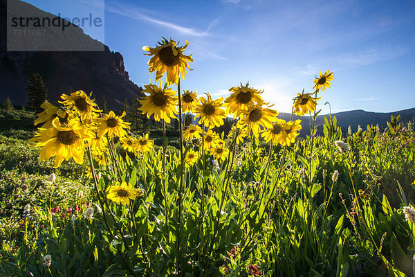 Gelbe Gänseblümchen in der ländlichen Landschaft