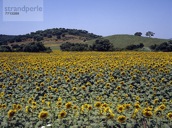 Sonnenblume  helianthus annuus  Hügel  Feld