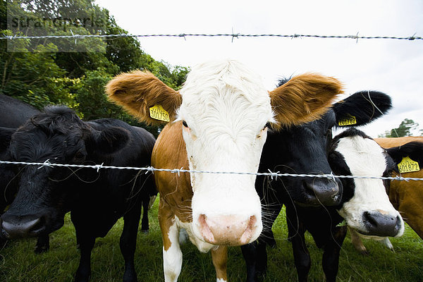 Hausrind  Hausrinder  Kuh  stehend  Zusammenhalt  Feld