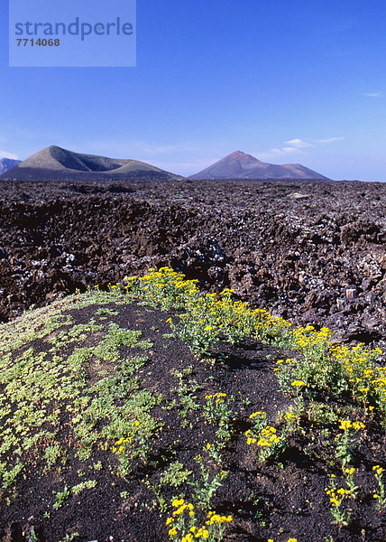 Blume Landschaft Vulkan