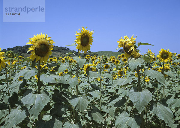 Sonnenblume helianthus annuus