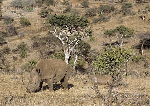 Rhino On Lewa Downs