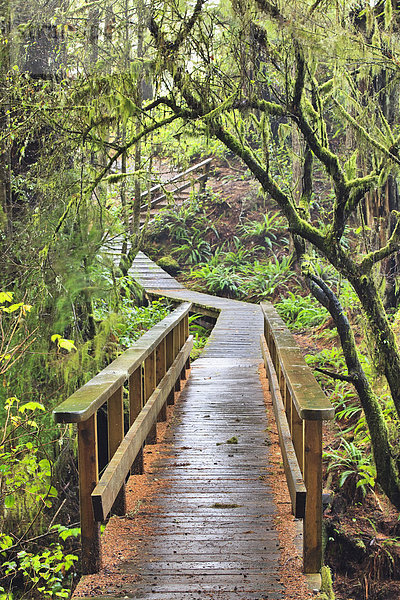 folgen  Holzweg  ungestüm  Insel  Pazifischer Ozean  Pazifik  Stiller Ozean  Großer Ozean  britisch  Kanada  Regenwald  Ucluelet  Vancouver