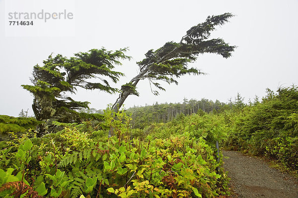 folgen  Baum  ungestüm  Insel  Pazifischer Ozean  Pazifik  Stiller Ozean  Großer Ozean  zerzaust  britisch  Kanada  Ucluelet  Vancouver