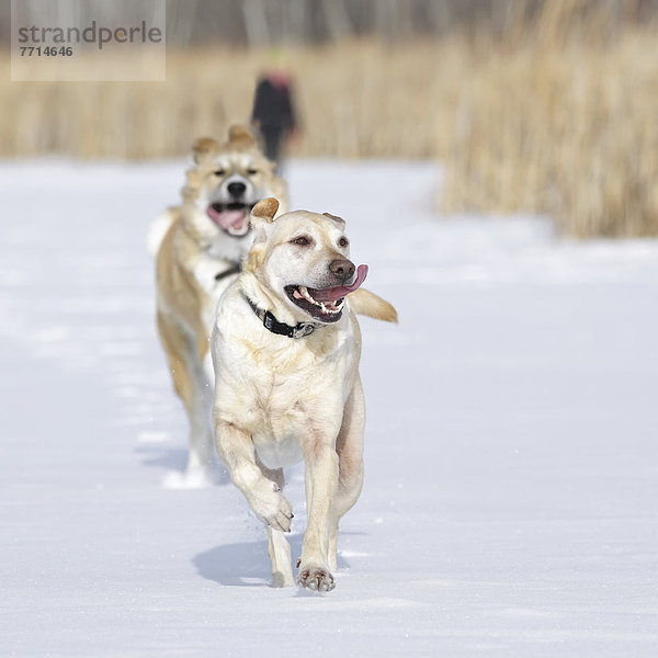 rennen  Wald  Hund  2  Assiniboine  Schnee
