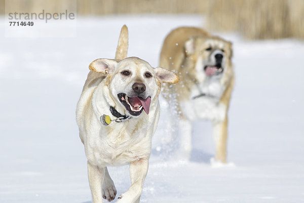 rennen  Wald  Hund  2  Assiniboine  Schnee