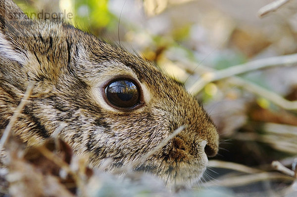 Cottontail Rabbit  Les Cedres Quebec Canada