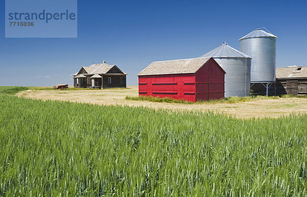 Abandoned Farm And Wheat Field  Leader Saskatchewan Canada
