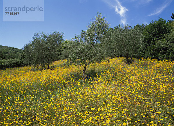 Blume Baum ungestüm Olive