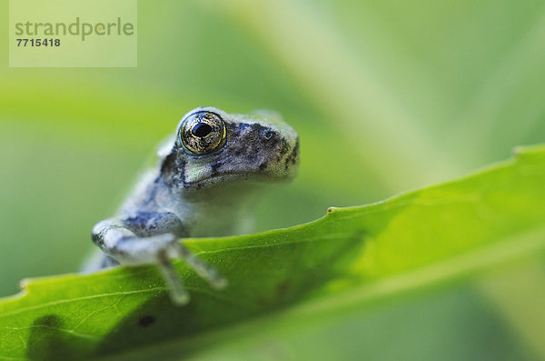 Young Gray Tree Frog  Les Cedres Quebec Canada