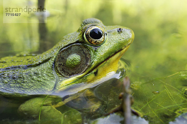 Wasser  grün  Frosch  unter Wasser