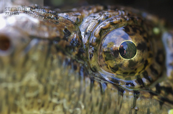 Close-Up Of Snapping Turtle's Eye  Pointe-Des-Cascades Quebec Canada