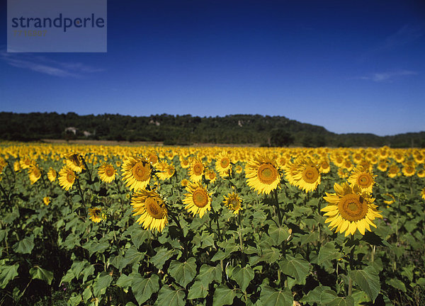 Sonnenblumen