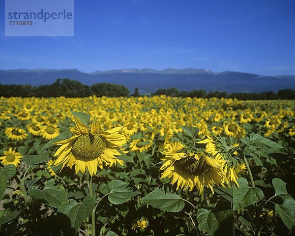 Feld  Alpen  Sonnenblume  helianthus annuus