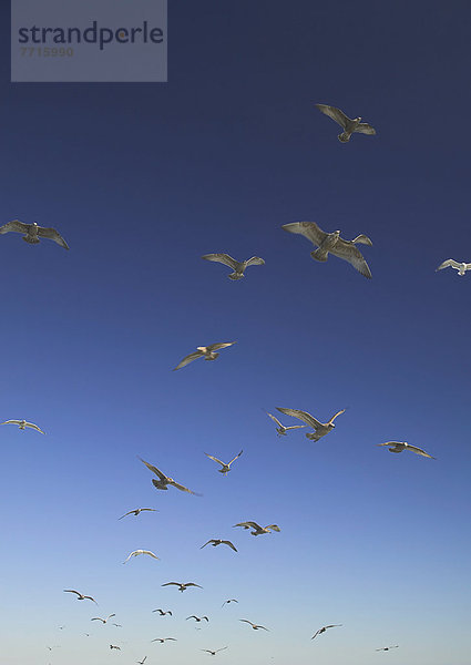 Seagulls in flight  boston massachusetts usa