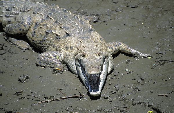 American Krokodil