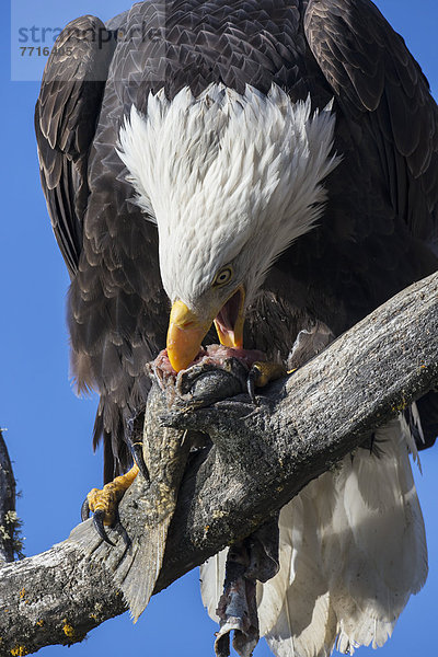 Glatze kahl amerikanisch Lachs essen essend isst Adler