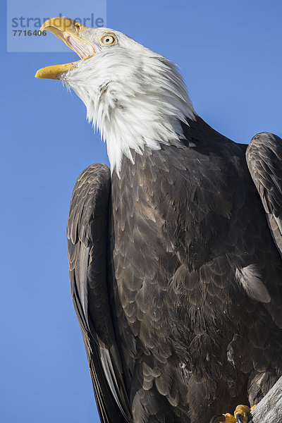 American bald eagle Alaska usa