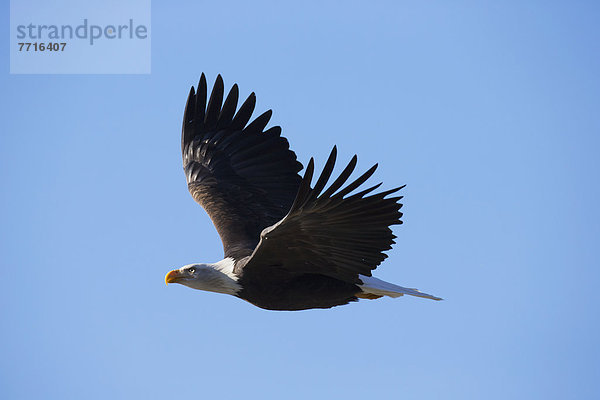 American bald eagle in flight Alaska usa