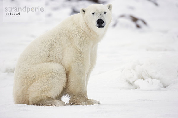 Eisbär  Ursus maritimus  sitzend  Schnee