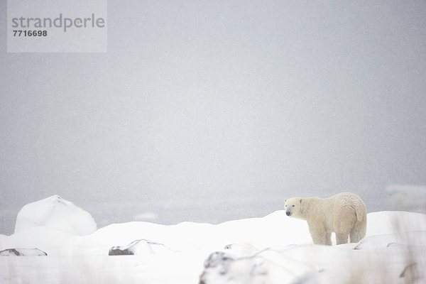Eisbär  Ursus maritimus  stehend  Eis  Bucht