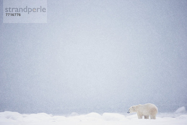 Eisbär  Ursus maritimus  stehend  Schnee