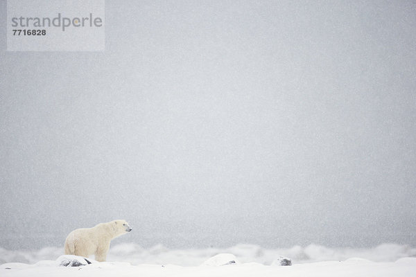 Eisbär  Ursus maritimus  stehend  Schnee