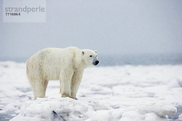 Eisbär  Ursus maritimus  stehend  Eis  Schnee