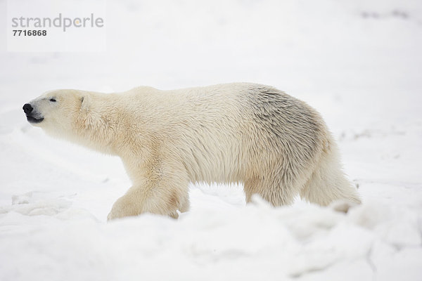 Eisbär  Ursus maritimus  gehen  Schnee