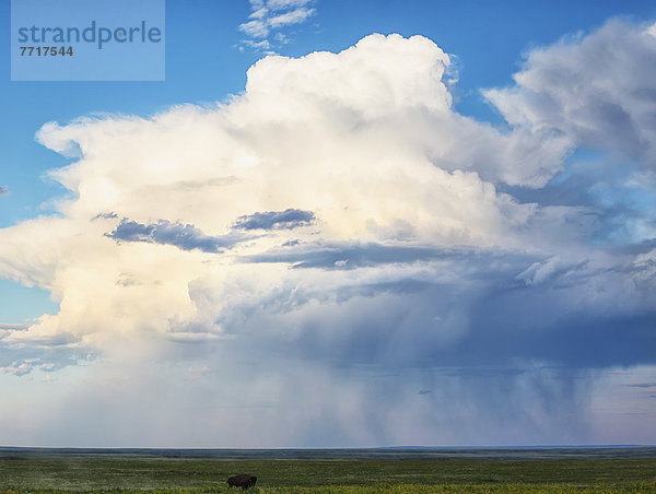 Nationalpark  passen  über  Sturm  unterhalb  Wiese  Prärie  Bison