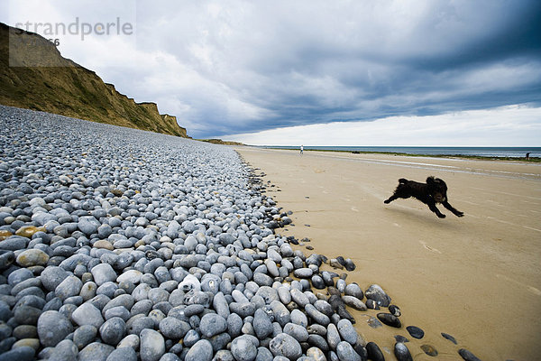 Strand  rennen  Hund