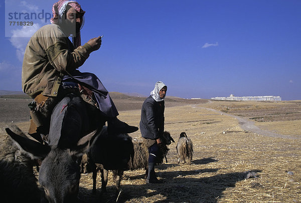 Bedouin Herdsmen