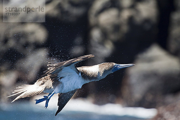 Wasser  nehmen  fliegen  fliegt  fliegend  Flug  Flüge  Meer  schütteln  Blaufußtölpel  sula nebouxii  Galapagosinseln