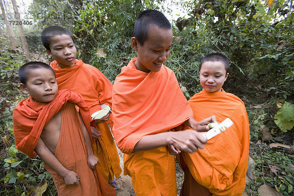 Lebensmittel Wald sammeln ungestüm jung Mönch Luang Prabang