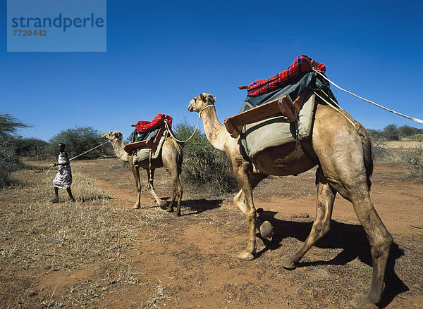 Camel Treking