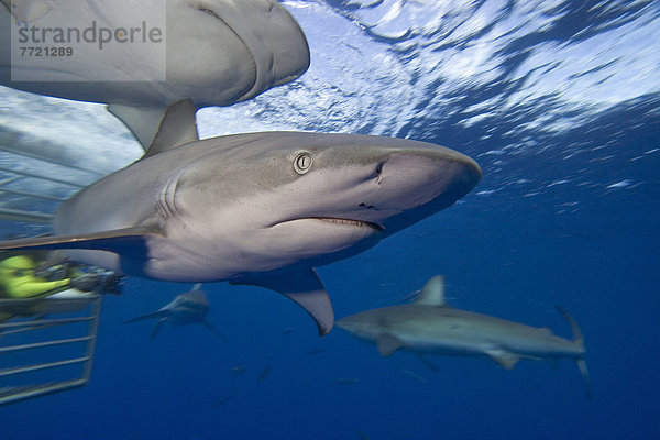 nahe  Hai  schwimmen  Galapagosinseln  Hawaii