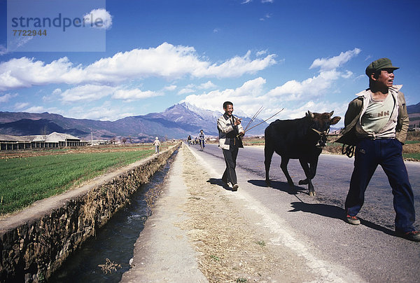 Hausrind  Hausrinder  Kuh  gehen  Junge - Person  Fernverkehrsstraße  frontal  vorwärts  Berg  Kuh