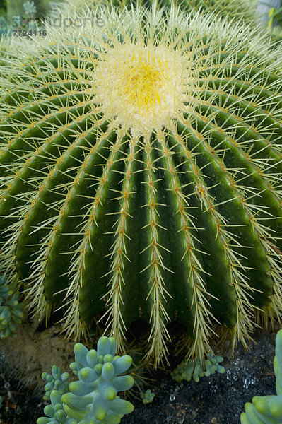 Nahaufnahme von Barrel Cactus  Kew Gardens  London  Europa