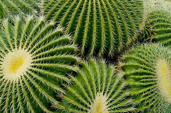 Nahaufnahme von Barrel Cactus  Kew Gardens  London  Europa