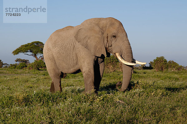 Amboseli Nationalpark  Kenia