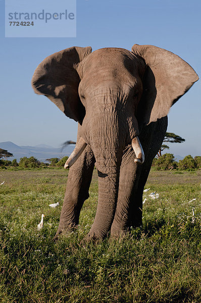 Amboseli Nationalpark  Kenia