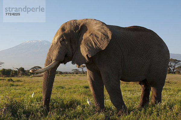 Amboseli Nationalpark  Kenia