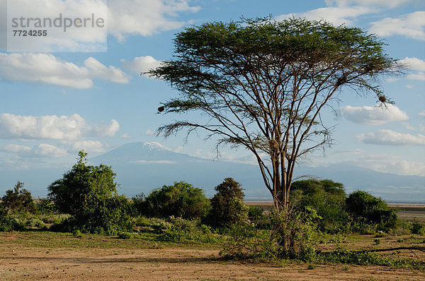 Amboseli Nationalpark  Kenia