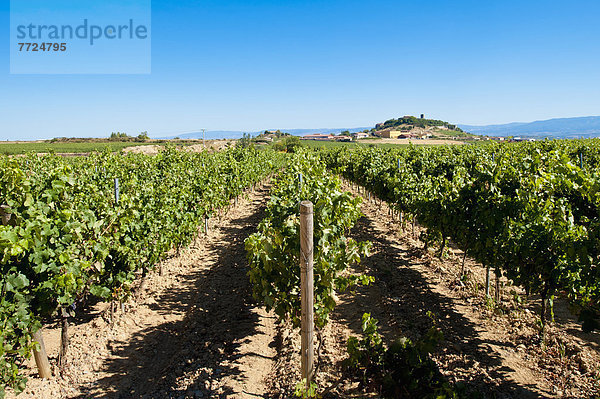 Weingut  Wahrzeichen  Architekt  Design  Weinberg  Laguardia  Spanien  spanisch